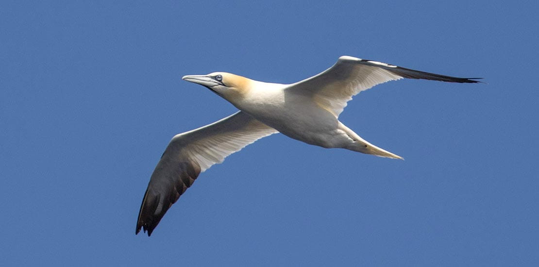 A gannet in flight